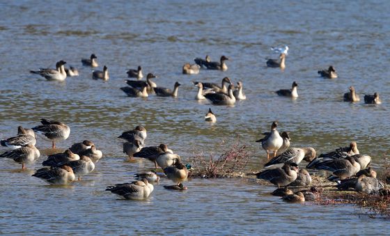 큰기러기들의 평온한 오후