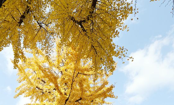 파란 가을하늘 아래 노랗게 물든 은행나무