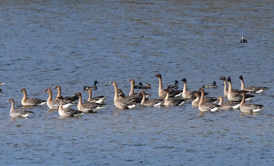 목이 긴 큰기러기