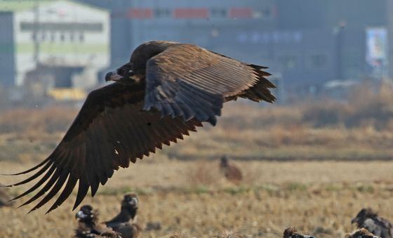 따뜻한 경남 김해 찾은 독수리