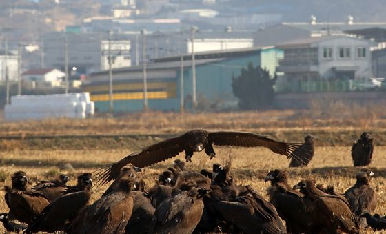 김해서 겨울 보내는 독수리들