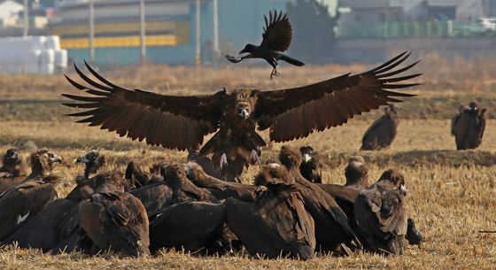 천연기념물 독수리, 김해서 겨울나기