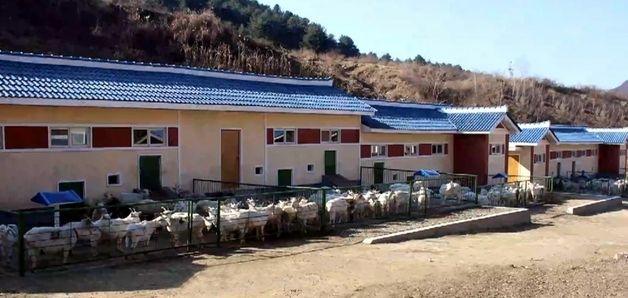 北 "유제품 생산은 중요 정책적 과업…올해 생산량 1.5배 증가"