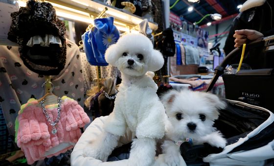 크리스마스 펫쇼 찾은 강아지들