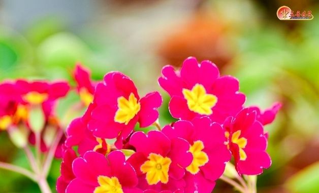 北, 김정일 기념하는 '효성화' 조명