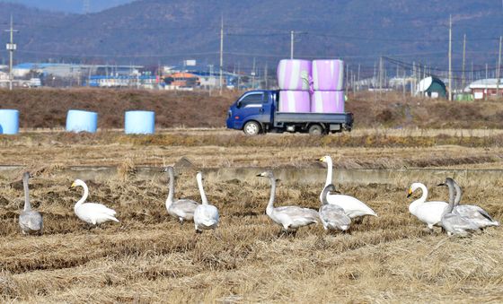 포항 들녘에 날아온 큰고니 무리