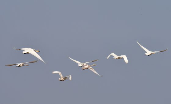 큰고니들의 비행