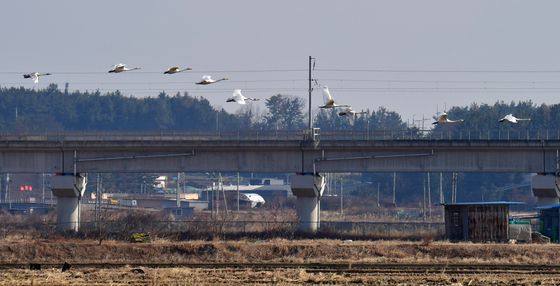 줄지어 날아가는 큰고니 무리