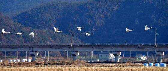 천연기념물 큰고니들의 대열 비행