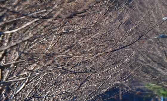 동장군 찾아온 철길 숲