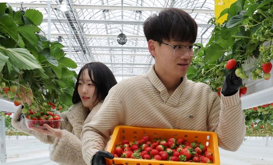 딸기 수확의 계절