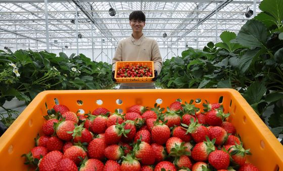 스마트팜 딸기 수확