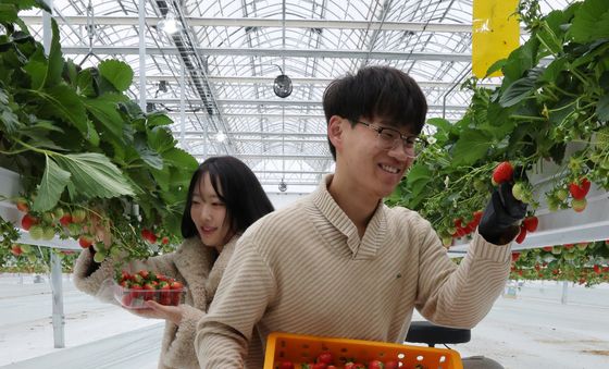 유성구스마트팜 딸기 수확