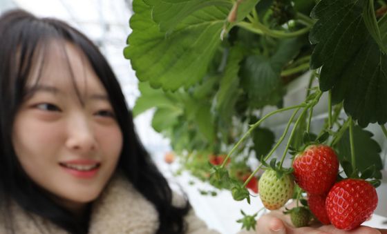 스마트한 딸기 수확