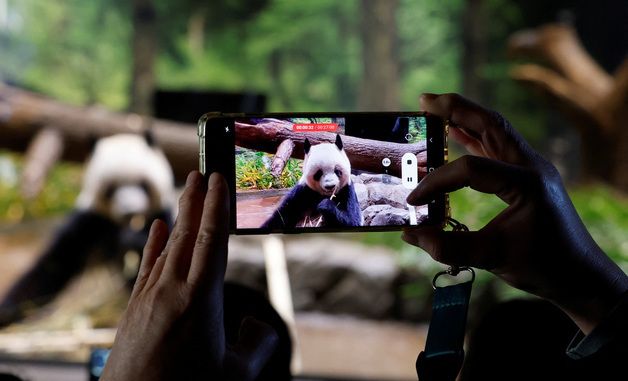 [포토] 일본 마지막 판다 '찰칵'