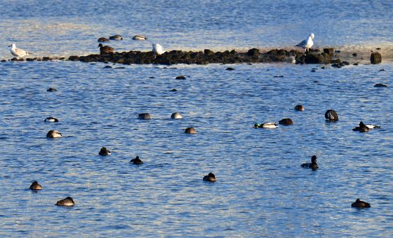 형산강에서 월동하는 겨울새들