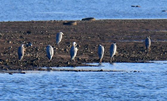 겨울에 만난 여름새 왜가리