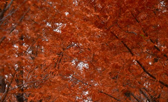 겨울로가는 길목에서