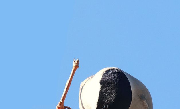 가을 만찬 즐기는 산까치