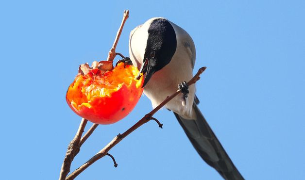 물까치의 가을 만찬