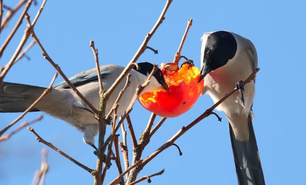 사이좋게 '냠냠'
