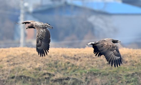 먹잇감 찾는 흰꼬리수리