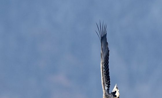급강하하는 흰꼬리수리