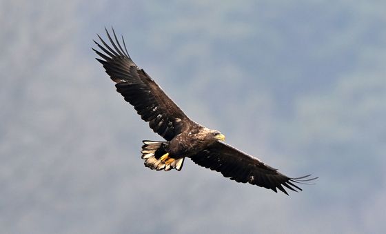 반갑다 흰꼬리수리야