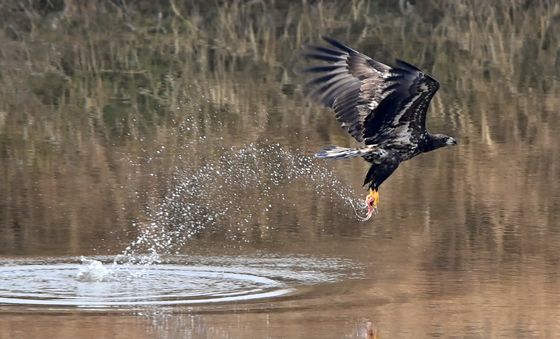 먹잇감 낚아챈 흰꼬리수리