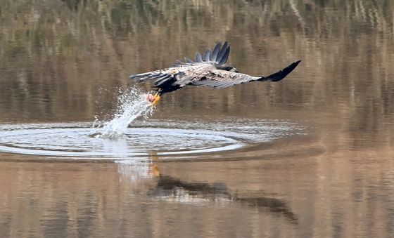 사냥 실력 뽐내는 흰꼬리수리