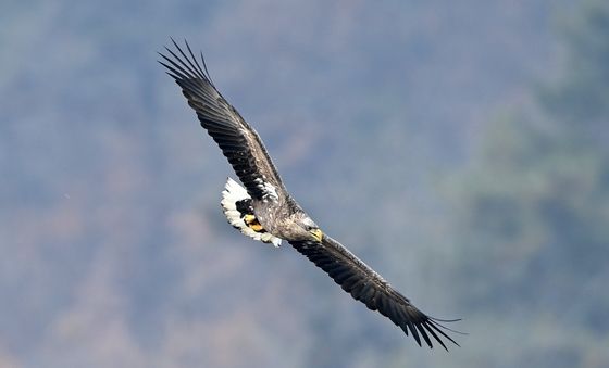 독수리 식당의 불청객 흰꼬리수리