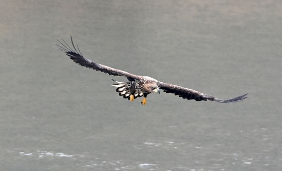 흰꼬리수리의 위엄