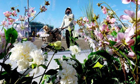 겨울에 즐기는 봄꽃놀이