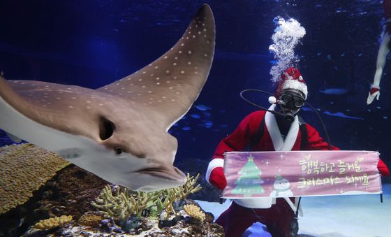 물 속에서 전하는 크리스마스 인사