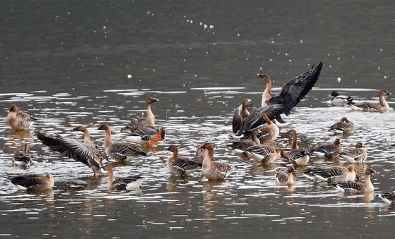 큰기러기들 '날아볼까'