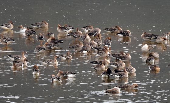 큰기러기들의 겨울