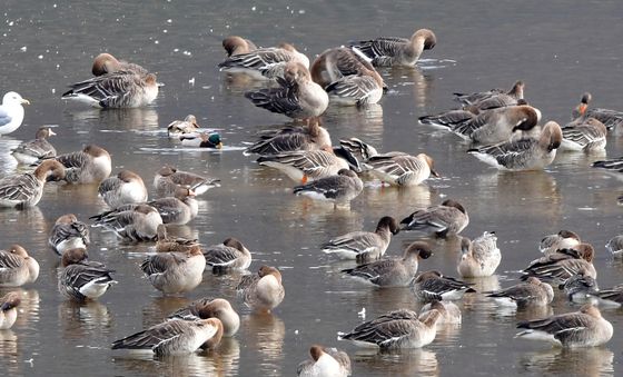 낮잠 청하는 큰기러기 떼
