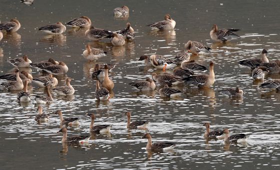 큰기러기들의 평온한 오후