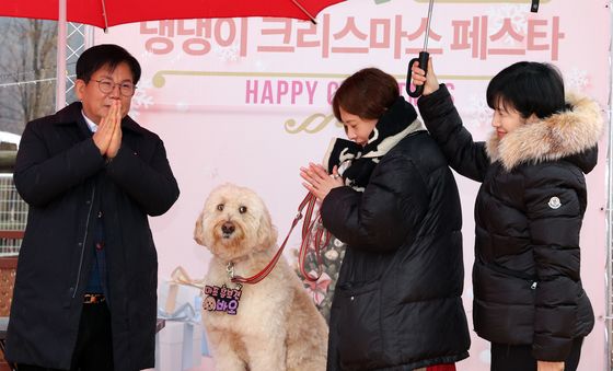 펫세권 마포 알리는 홍보견 바오, 크리스마스 데뷔