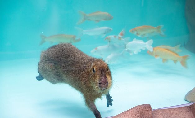 롯데월드 아쿠아리움, 신규 생물 '카피바라' 전시 오픈
