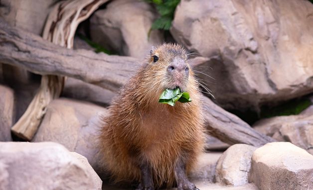 롯데월드 아쿠아리움, 신규 생물 '카피바라' 전시 오픈