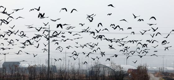 겨울 하늘 점령한 떼까마귀
