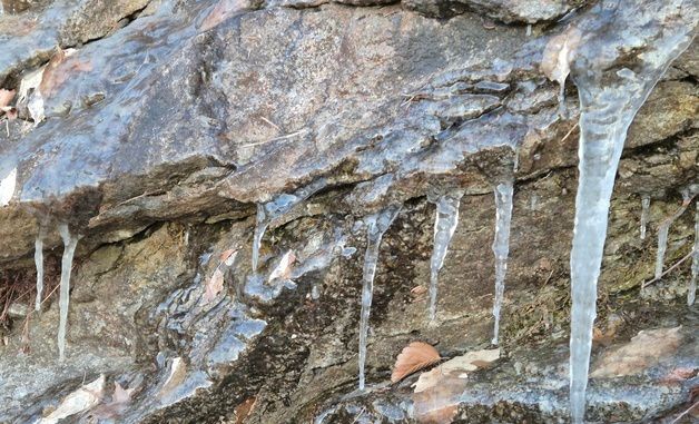 '최강 한파' 대관령 도로변에 고드름