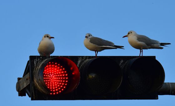신호 기다리는 붉은부리갈매기