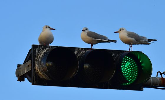 녹색불 날아볼까