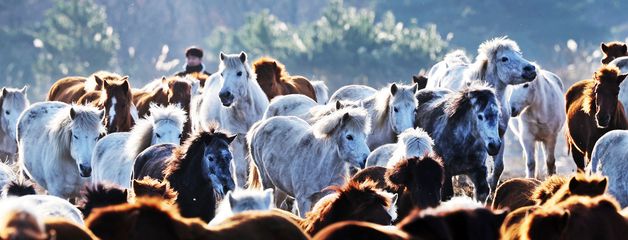 [희망2026]2026 붉은 말의 해가 다가온다