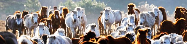 [희망2026]붉은 말의 해가 다가온다