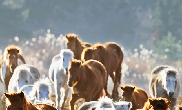 [희망2026]희망 가득한 병오년이 다가온다