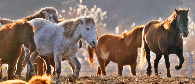 [희망2026]에너지 넘치는 병오년이 다가온다