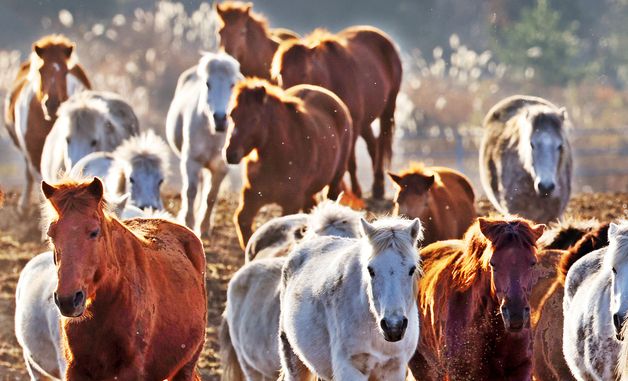 [희망2026]붉은 말의 해가 다가온다